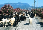 Dalyan Ziegenherde  am Sölüngür See_1